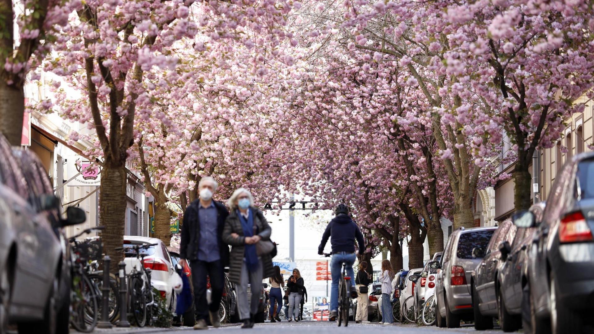 Passanten, Anwohner und Touristen bewundern die alljährliche Bonner Kirschblüte in der Bonner Altstadt rund um die Heerstraße. In diesem Jahr darf das Naturschauspiel nur unter Einhaltung strenger Corona-Maßnahmen beobachtet werden.