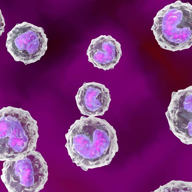 Abwehrzellen des Immunsystems
