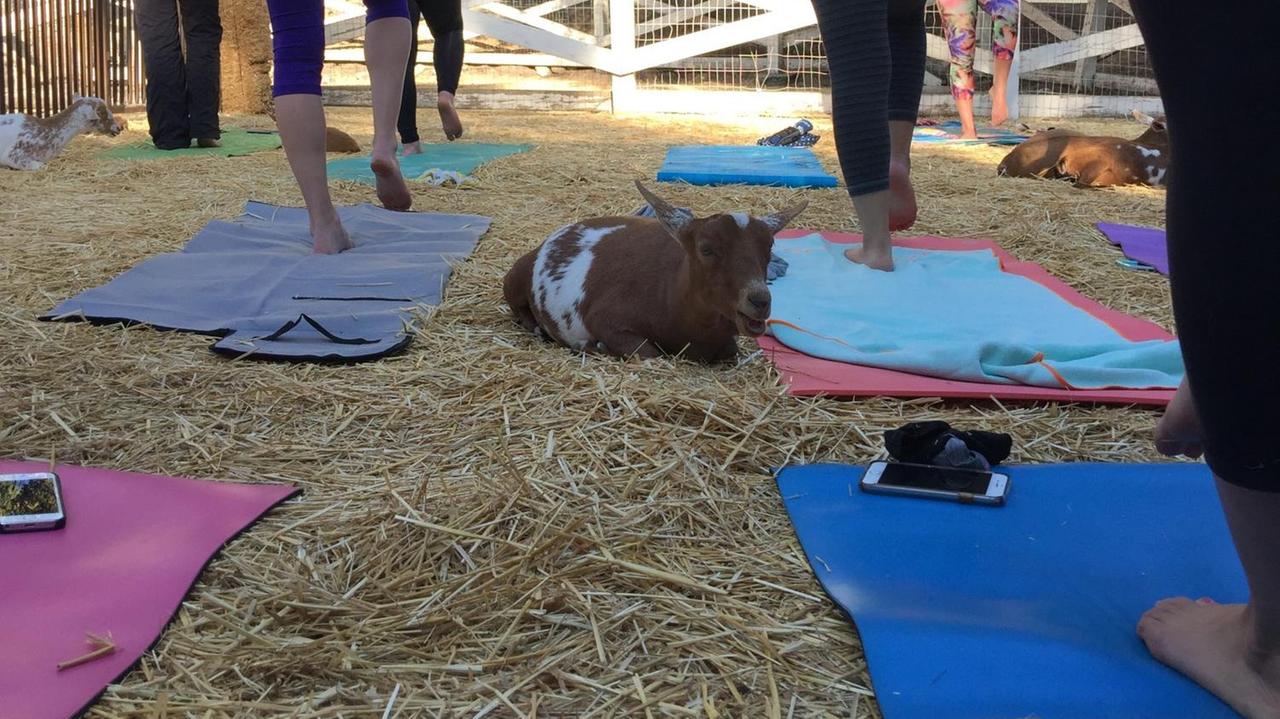 "Goat Yoga", Yoga mit Ziegen ist der neueste Trend aus den USA.