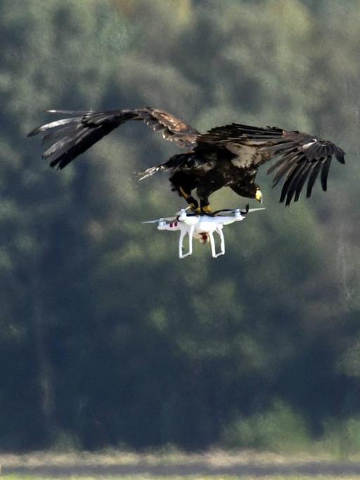 Ein Raubvogel fängt eine Drohne.