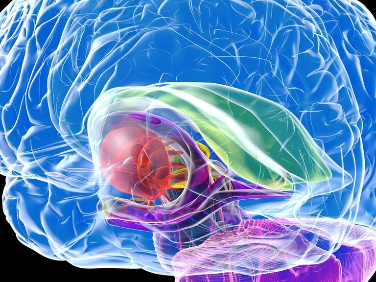 Computergrafik des menschlichen Gehirns