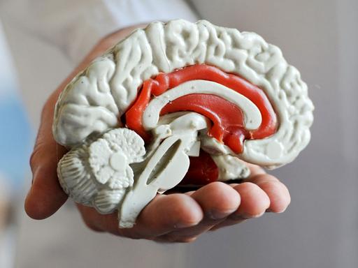 Das Modell eines menschlichen Gehirns