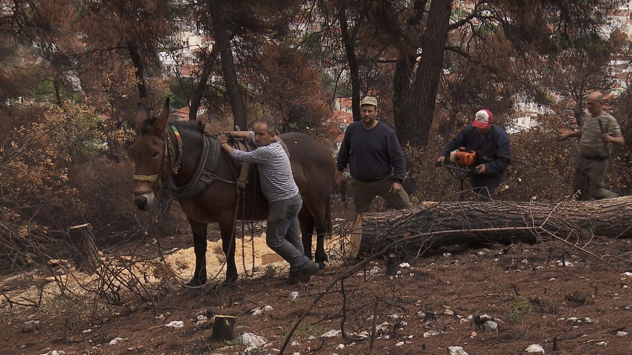 Mehrere Männer im Wald: einer bearbeitet einen Baumstamm, ein anderer hält ein Pferd.
