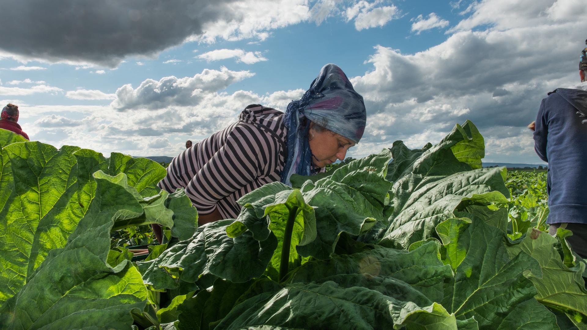 Das Foto zeigt eine Wanderarbeiterin aus Südosteuropa bei der Feldarbeit in Deutschland. Der Mainzer Fotograf Hermann Recknagel hat dieses und andere Fotos in seinem Bildband "Suppengrün 0,99 €" veröffentlicht.