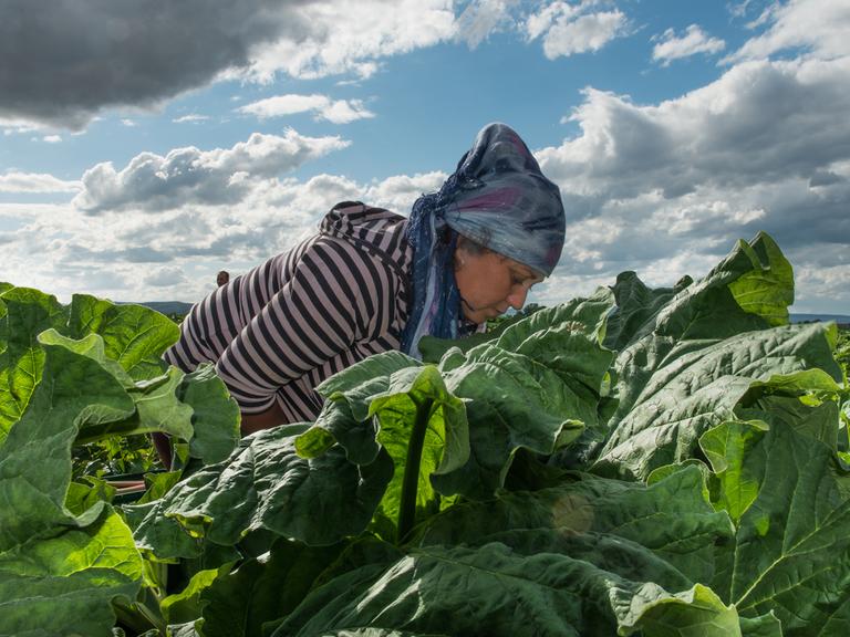 Das Foto zeigt eine Wanderarbeiterin aus Südosteuropa bei der Feldarbeit in Deutschland. Der Mainzer Fotograf Hermann Recknagel hat dieses und andere Fotos in seinem Bildband "Suppengrün 0,99 €" veröffentlicht.