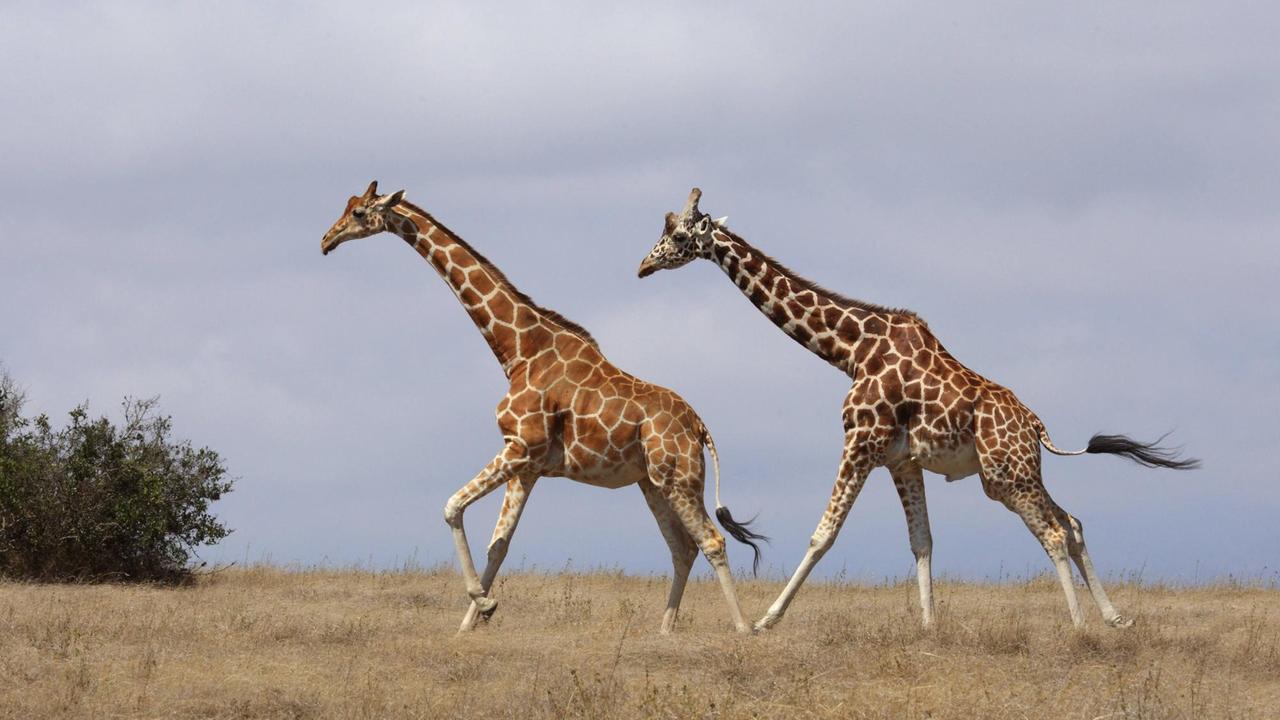 Zwei Netzgiraffen (giraffa camelopardalis recticulata) laufen durch die Savanne. Kenia, Sweetwater Wildreservat  