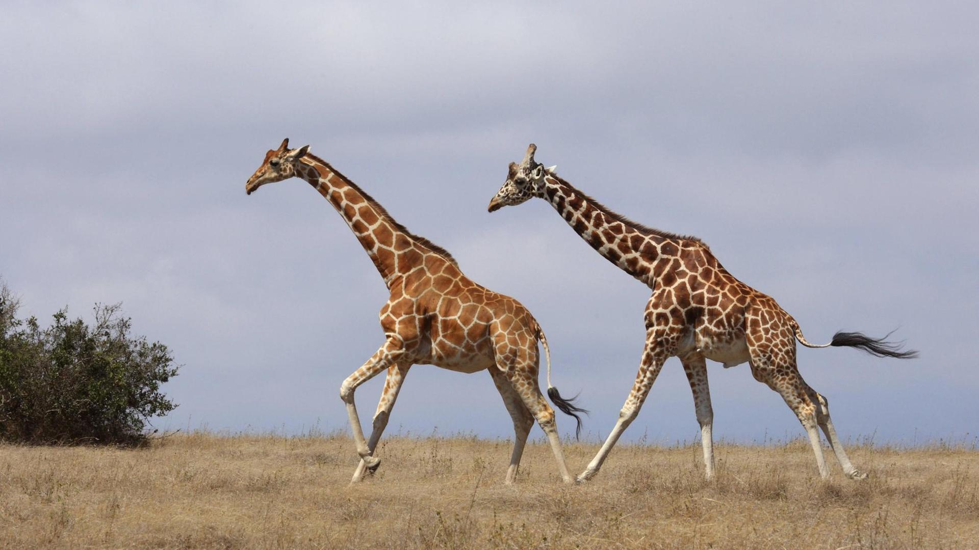 2 Giraffen laufen durch die Savanne.