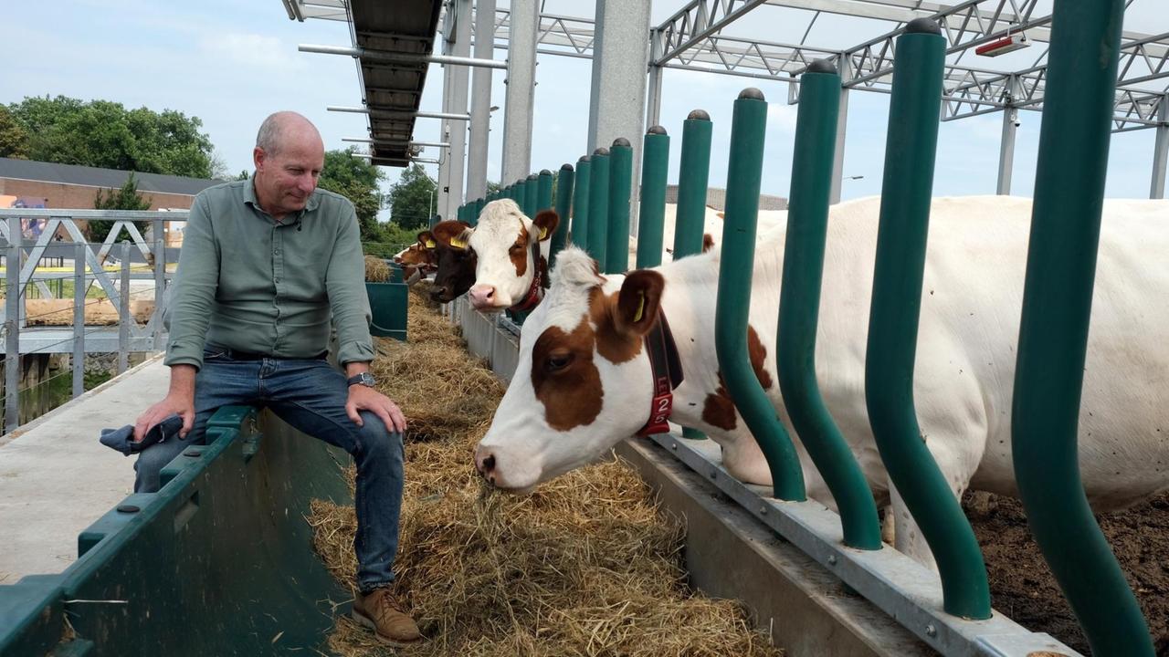 Der Landwirt Peter van Wingerden mit Kühen auf seiner schwimmenden Farm im Hafen von Rotterdam