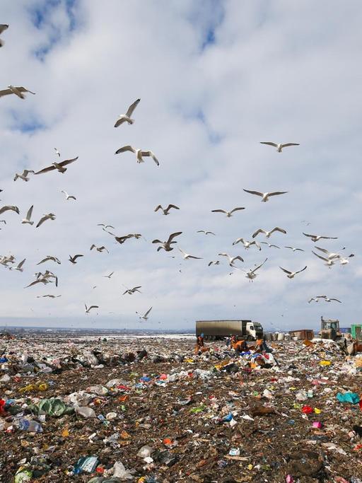 In der Region Leningrad wird Müll von Umweltschützern zum Zweck des Recylclings gesammelt. Die Müllberge haben schon eine Höhe von bis zu 72 Metern erreicht. Beschwerden über Geruchsbelästigung und Wasserverschmutzung erreichten die örtlichen Behörden in Gatschina.