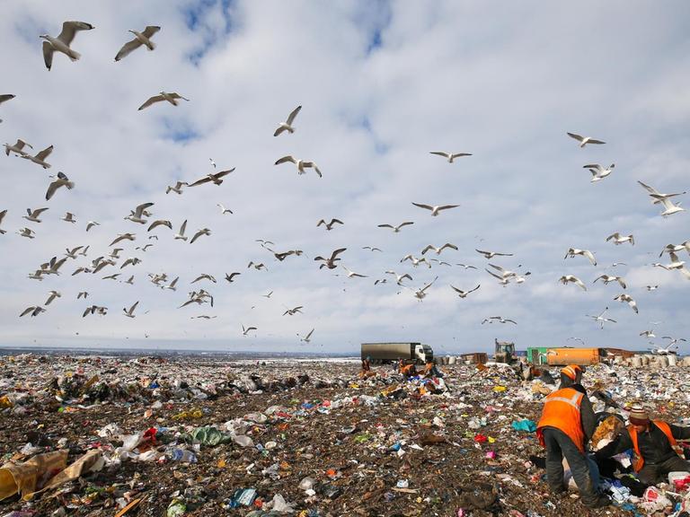 In der Region Leningrad wird Müll von Umweltschützern zum Zweck des Recylclings gesammelt. Die Müllberge haben schon eine Höhe von bis zu 72 Metern erreicht. Beschwerden über Geruchsbelästigung und Wasserverschmutzung erreichten die örtlichen Behörden in Gatschina.