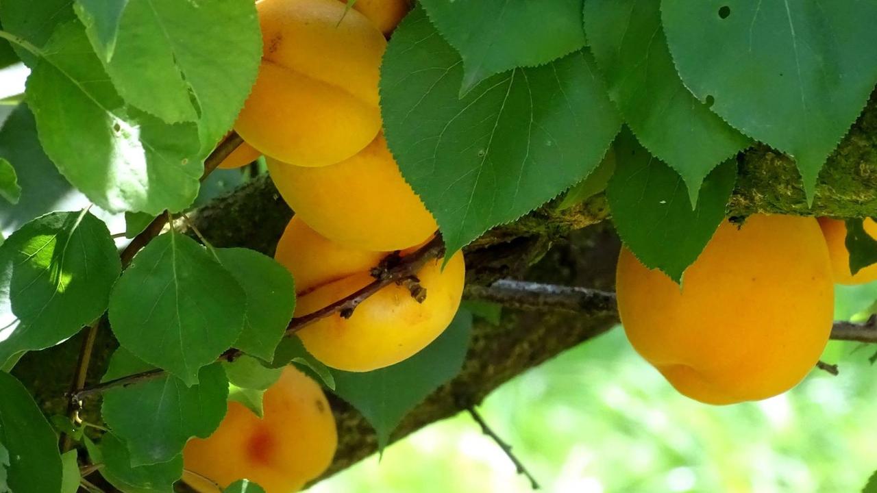 Aprikosen an einem Baum