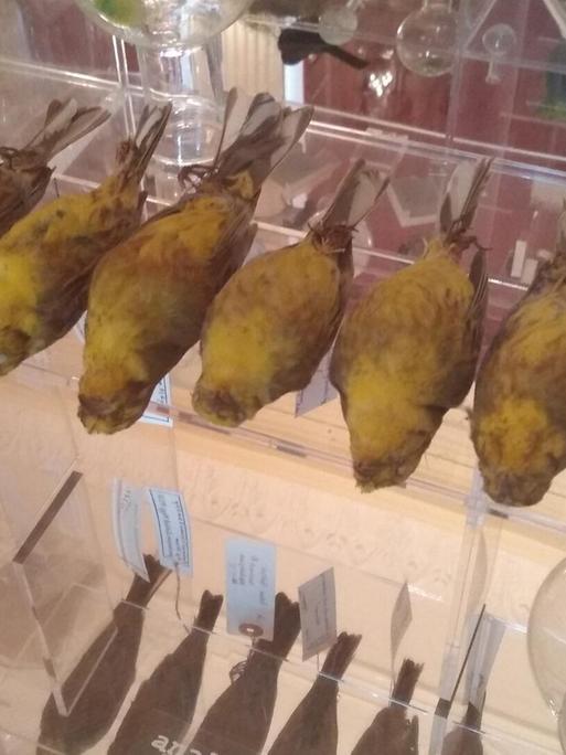 Tote Papageien liegen aufgereiht nebeneinander in einem Regal aus Plexiglas