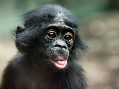 Ein Bonobo-Affe im Frankfurter Zoo. Ein Bonobo-Affe im Frankfurter Zoo.