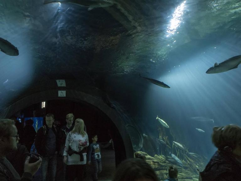 Im Aquarium Helgoland im Ozeaneum Stralsund schwimmen Pollacks, Katzenhaie und Lippfische
