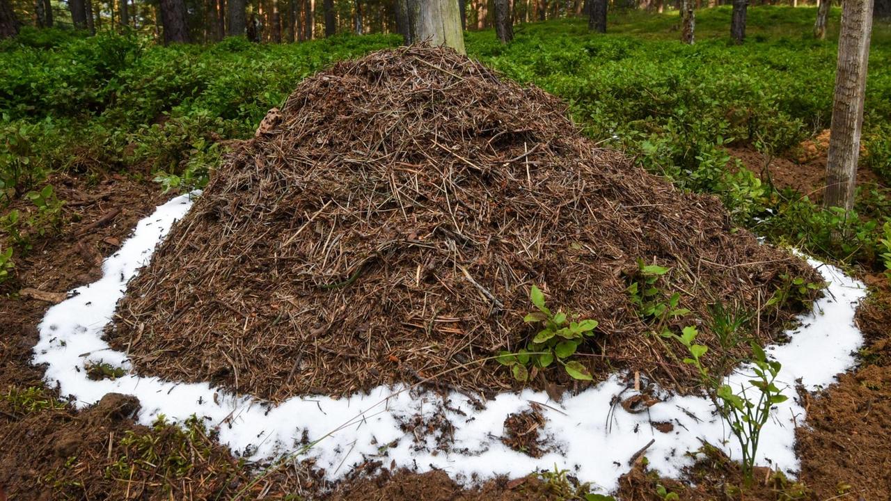 Ein neu angelegter Ameisenhaufen in einem Wald nahe Birkenwerder (Brandenburg). Den Waldameisenhaufen umgibt ein Ring aus Zucker - eine erste Nahrungsquelle der Neuankömmlinge.