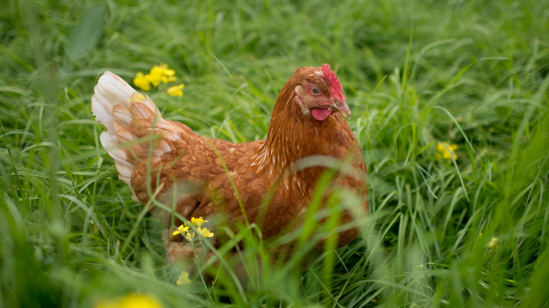 Ein Huhn sitzt am 17.05.2013 auf einem Feld bei Springe (Niedersachsen)