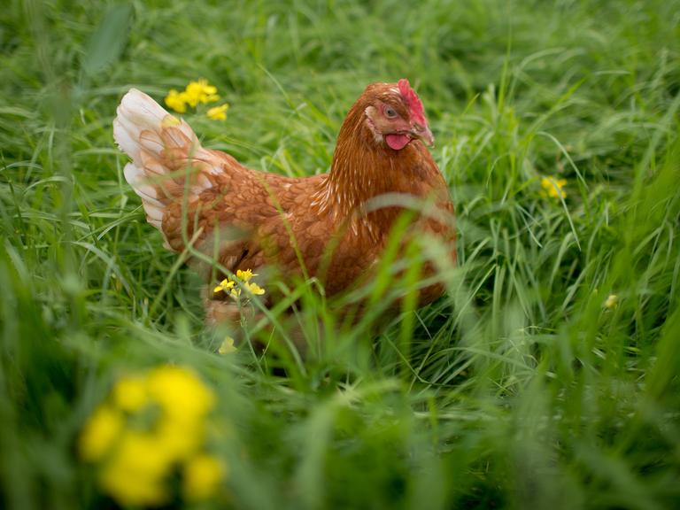 Ein Huhn sitzt am 17.05.2013 auf einem Feld bei Springe (Niedersachsen)