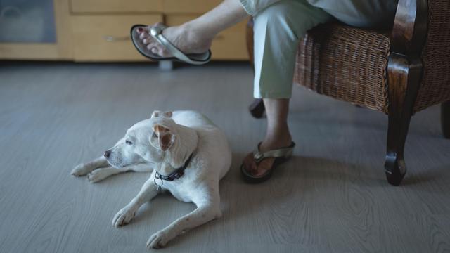 Ein Hund liegt zu Füßen einer lesenden Person.