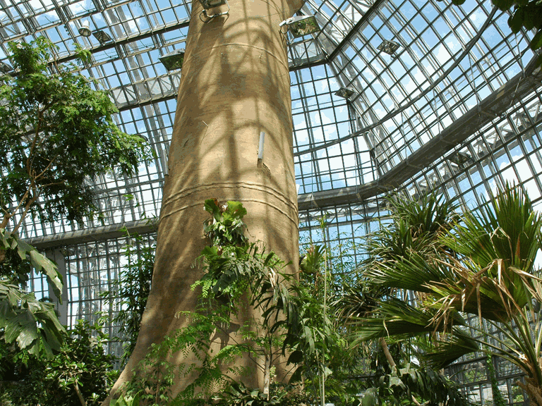 Botanischer Garten Berlin - das große Tropenhaus