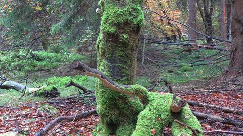 Morsche Bäume sind im Wald bei Sorge im Oberharz mit dichtem Moos überzogen.