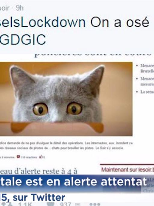 Eine erschreckte Katze als Aufmacherbild der Zeitung "Le Soir"