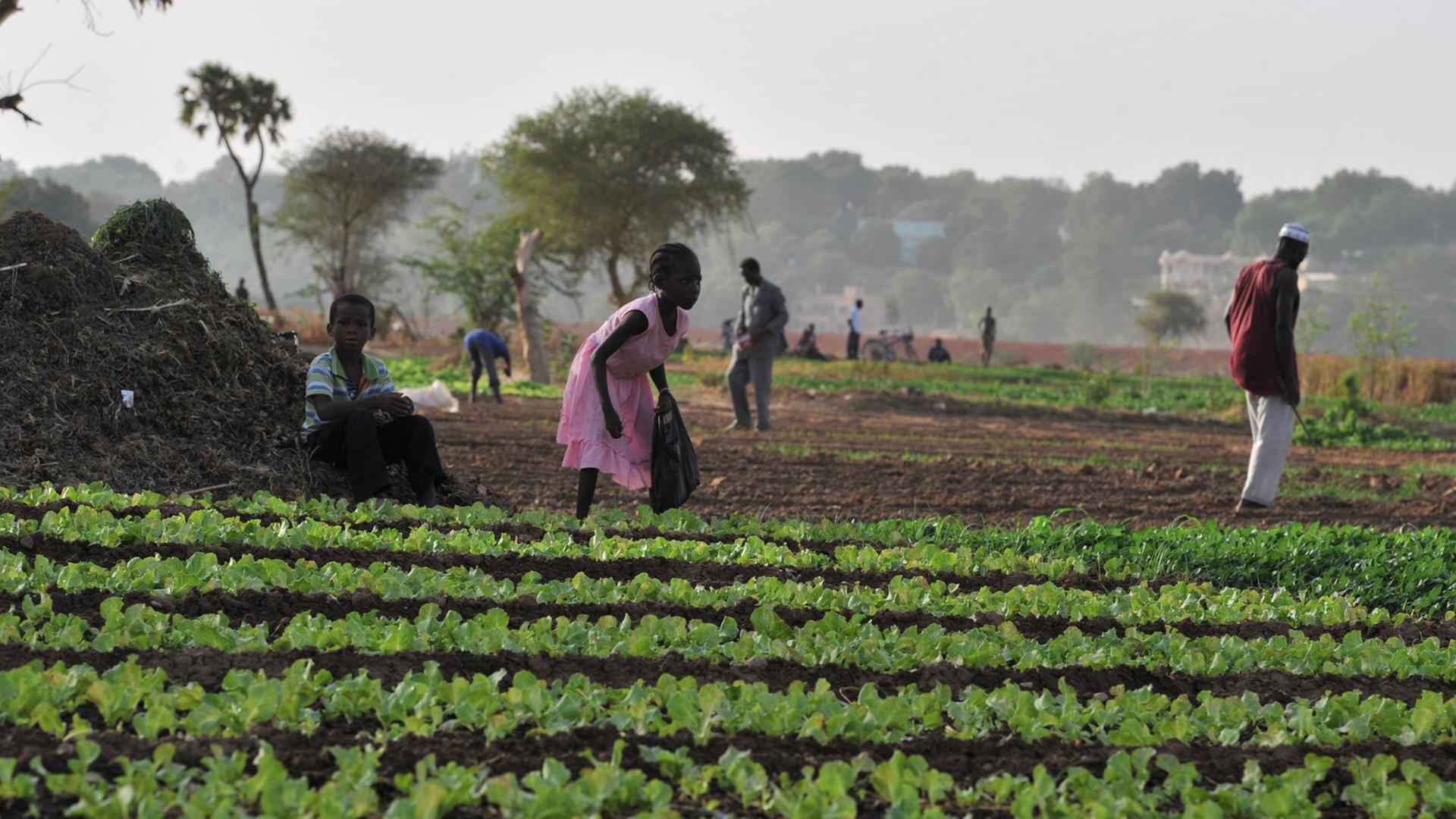 Kinder und Erwachsene arbeiten auf einem Feld mit Salatpflanzen in Niamey im Niger.