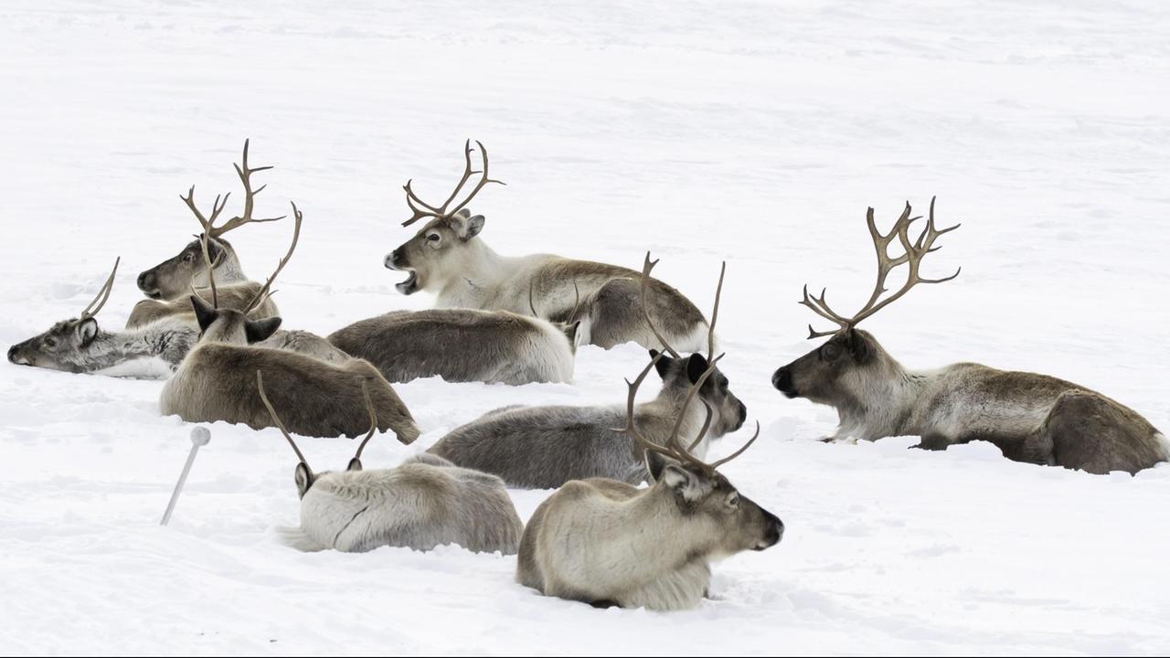 Eine Rentierherde liegt im Schnee.