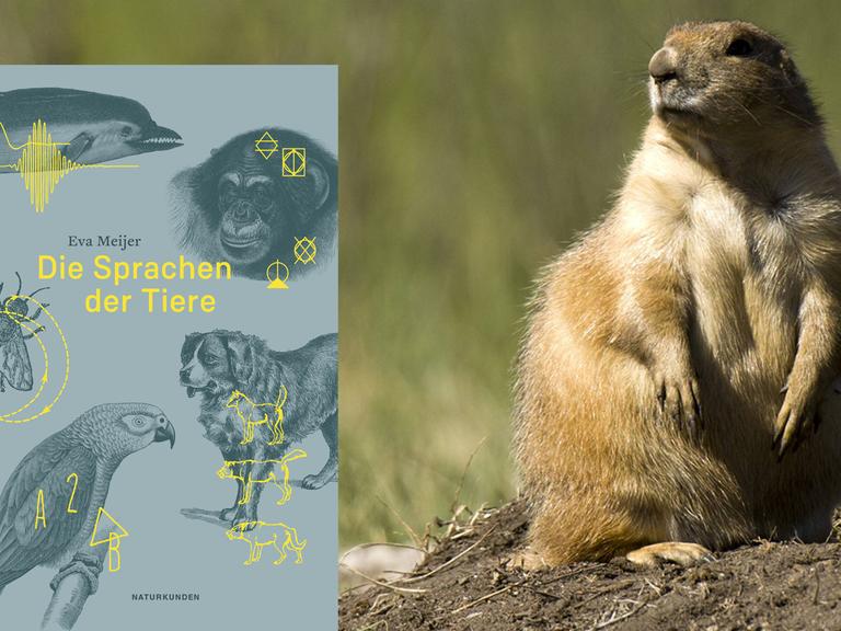Buchcover Eva Meijer: Die Sprachen der Tiere