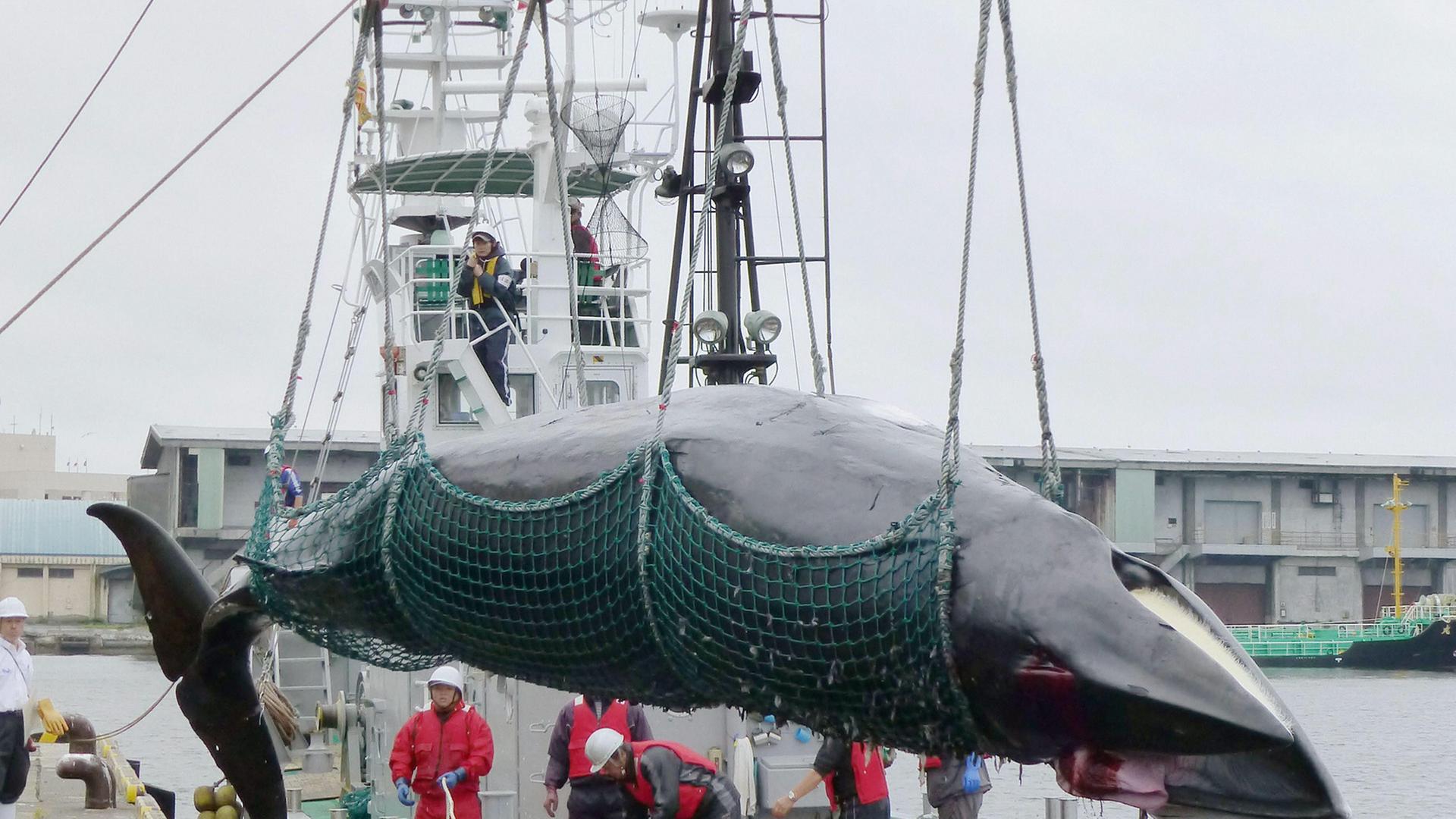 Ein toter Minkwal wird mit Hilfe eines Krans von einem Walfang-Schiff heruntergeholt.
