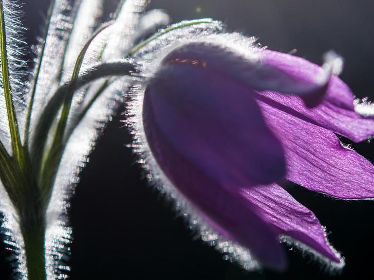 Eine Kuhschelle leuchtet im Gegenlicht am 22.04.2016 in einem Garten in Sieversdorf (Brandenburg). Foto: Patrick Pleul/dpa | Verwendung weltweit