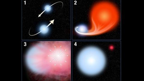 Szenario einer Stripped-envelope-Supernova: (1) zwei Sterne ungleicher Masse umrunden einander, (2) der massereichere Stern altert schneller und bläht sich zum Roten Riesen auf, der Materie an seinen Begleiter verliert, (3) der Rote Riese kollabiert zur Stripped-envelope-Supernova, (4) der überlebende Stern existiert mit mehr Masse weiter, altert dadurch aber schneller. (NASA)