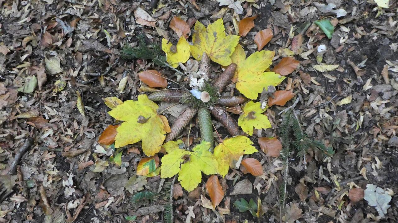 Aufsicht auf ein Wald-Mandala, gelegt aus Zapfen und Blättern auf dem Waldboden.