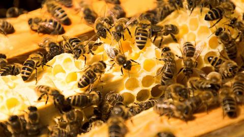 Europäische Honigbienen auf Honigwaben einer Magazinbeute