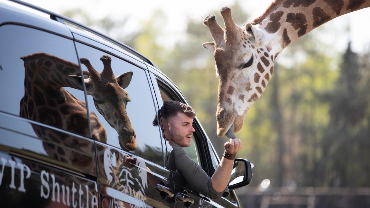 Markus Köchling, zoologischer Leiter vom Safariland Stukenbrock, füttert eine Giraffe aus einem Fahrzeug heraus (gestellte Szene, da unter Corona-bedingten Auflagen eine Fütterung aus dem VIP-Shuttle nicht möglich ist).