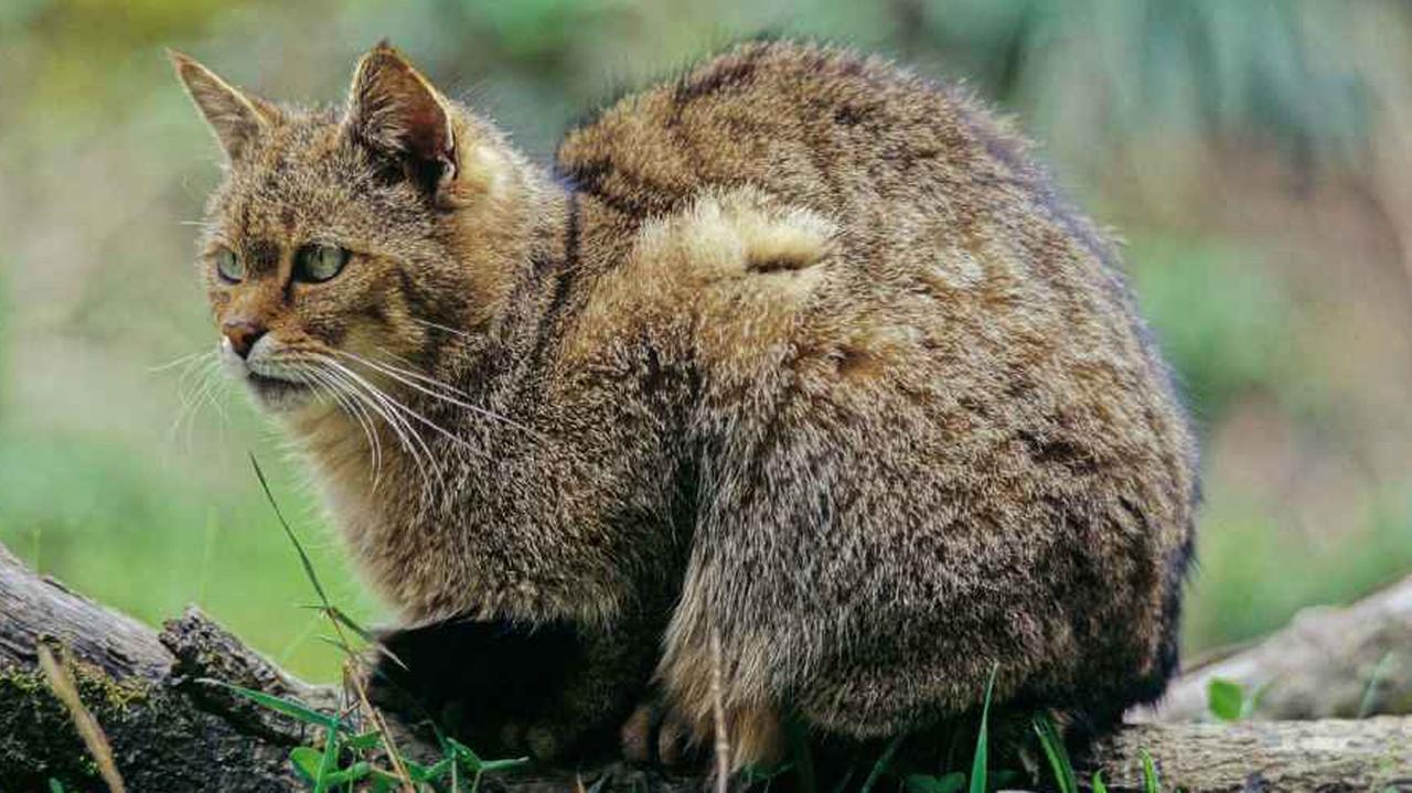 Die Wildkatze konnte im Harz überleben und breitet sich weiter aus.