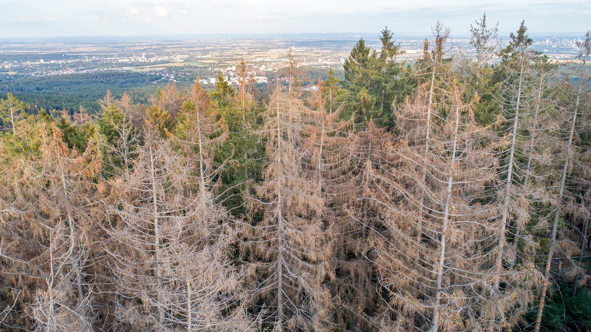 19.08.2019, Oberursel (Hessen): Abgestorbene Fichten stehen im Wald nahe der Altenhöfe im Taunus. Durch die Dürre in diesem und dem vergangenen Sommer sowie den Borkenkäferbefall sind viele Fichten in Deutschland abgestorben. (Luftaufnahme mit einer Drohne) | Verwendung weltweit