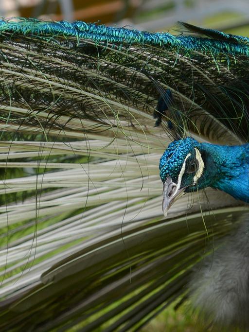 Ein Pfau blickt am 29.05.2013 auf der Pfaueninsel im Wannsee in Berlin unter seinen langen Federn hervor.