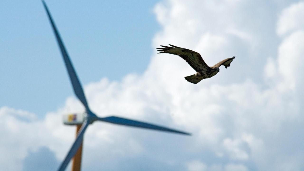 Ein Mäusebussard fliegt neben den Rotorblättern eines Windrads vor blauem Himmel.