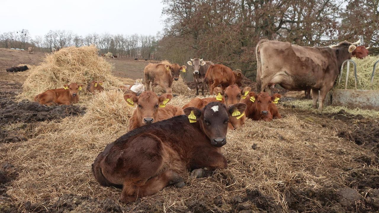 Kälber und Kühe liegen und stehen auf einer Weide.