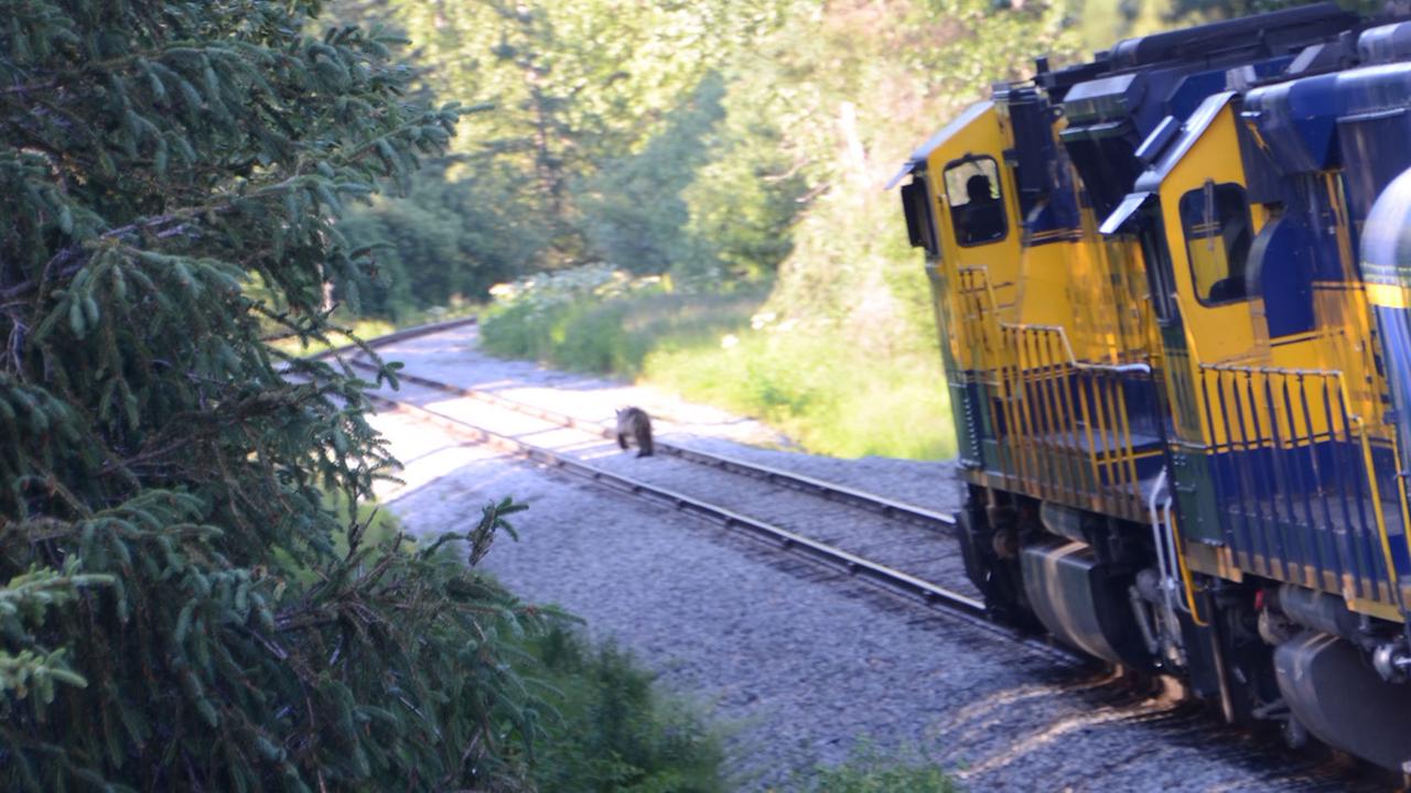 Ein Bär auf Gleisen in Alaska vor einer Lok