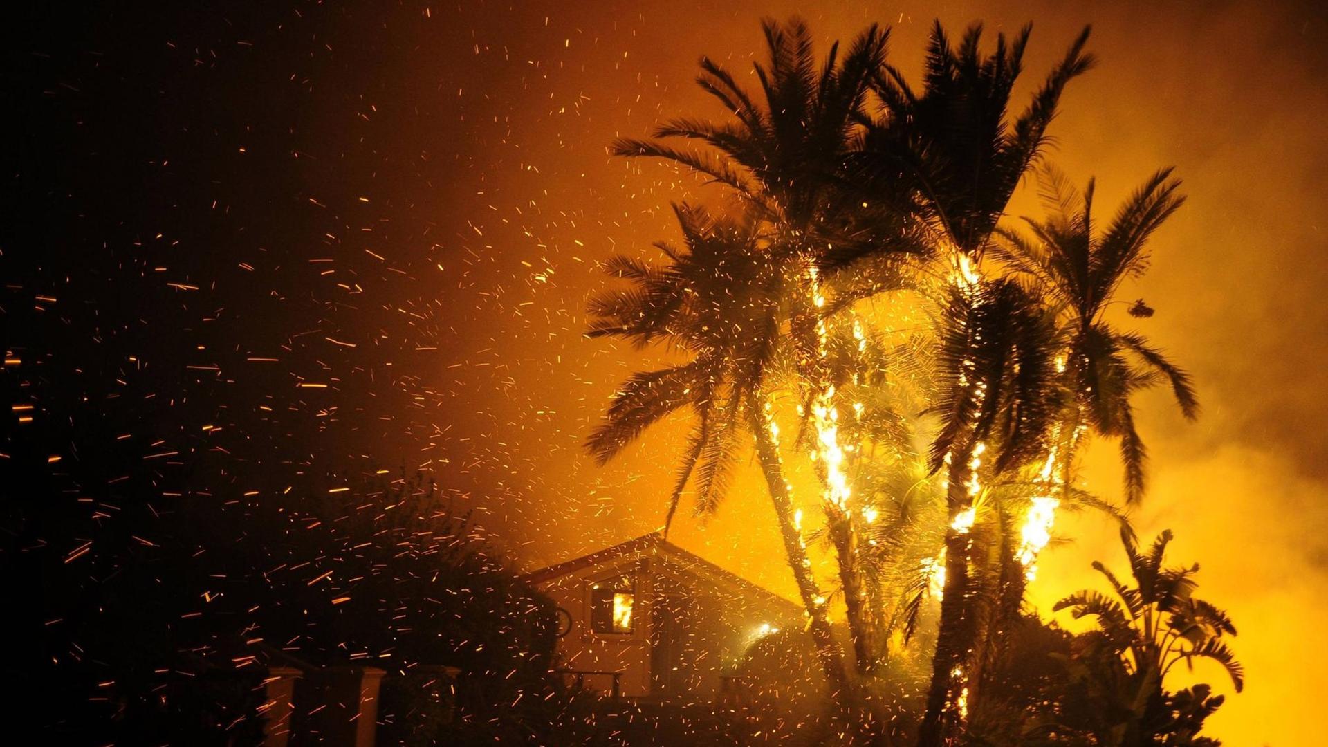 Santa Paula, Kalifornien, USA - eine brennende Palme während des Thomas Fire in Ventura Co. Santa Paula, USA
