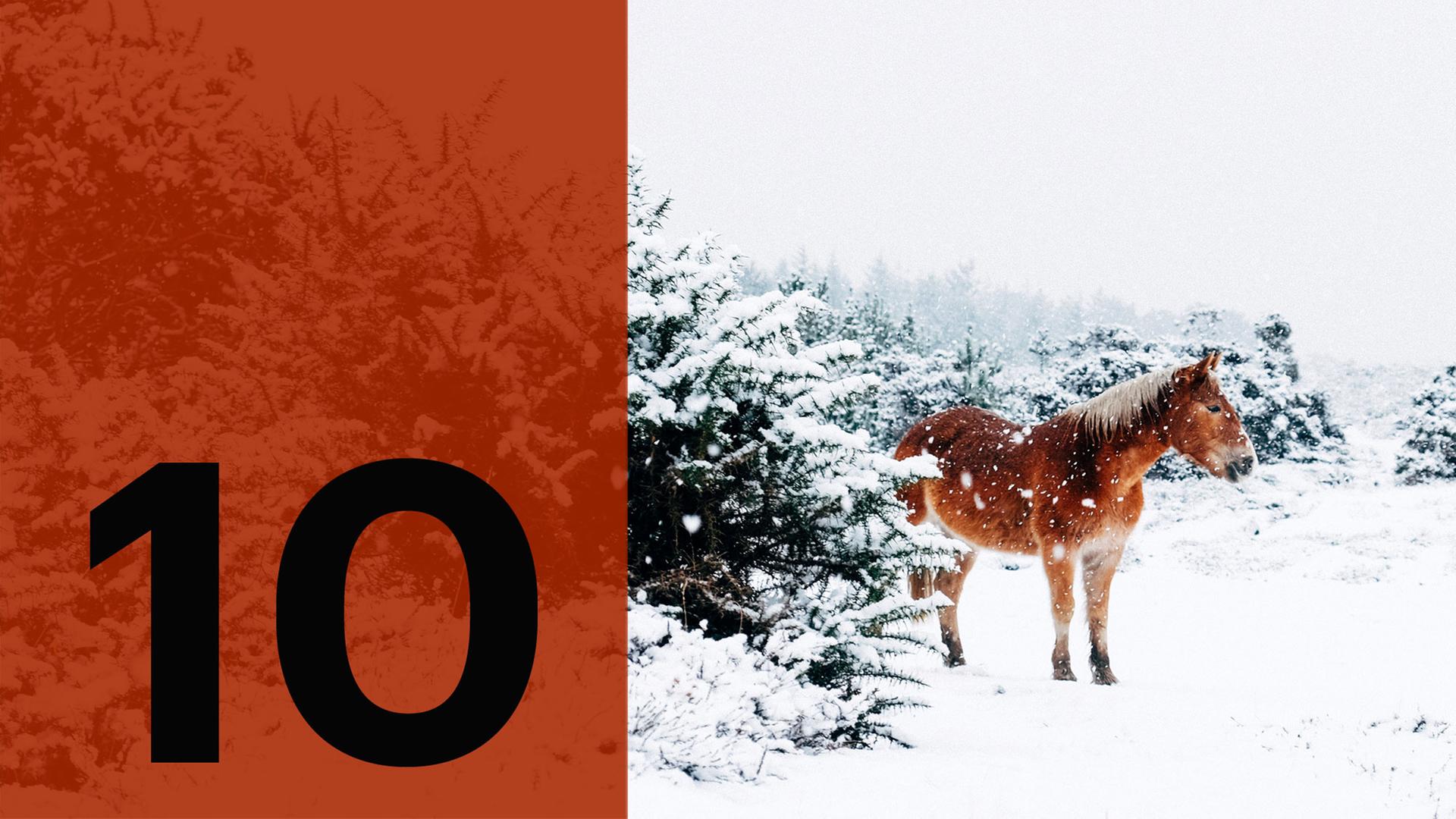 Im Hintergrund ein Pferd im Schnee, im Vordergrund die Zahl Zehn.
