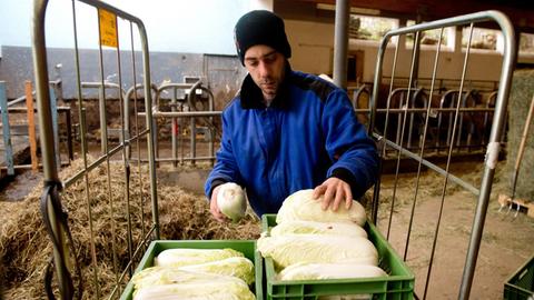 Ein Mitarbeiter des Reyerhof, sortiert am 16.01.2014 auf dem Reyerhof in Stuttgart (Baden-Württemberg) Salatköpfe. Als einer der ersten Betriebe im Südwesten realisiert der 40 Hektar große Reyerhof in Stuttgart Möhringen das Konzept der "Solidarischen Landwirtschaft".