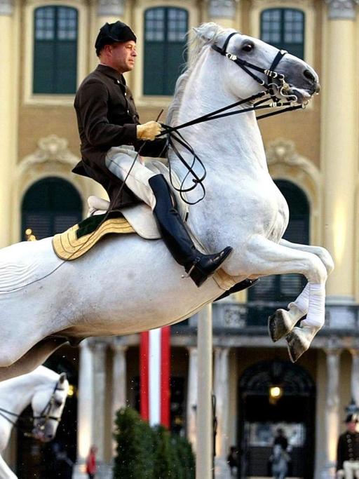 Auf dem Sprung: Ein Pferdetrainer der Spanischen Hofreitschule demonstriert mit seinem Lipizzaner am 20.8.2003 vor dem Schloss Schönbrunn in Wien sein Können. Die Schule ist die einzige Institution der Welt, an der die klassische Reitkunst in der Renaissancetradition seit mehr als 425 Jahren gepflegt wird.