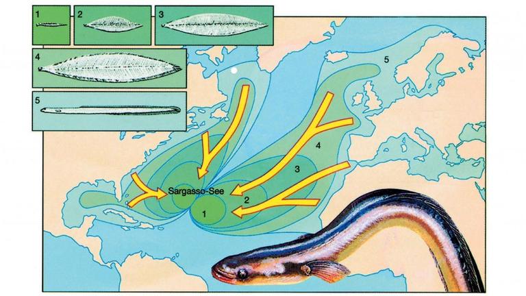 Die Karte zeigt die Laichgebiete von Aalen auf. Der Europäische Aal und der Amerikanische Aal legen einen langen Weg zu ihrem Laichgebiet, der Sargassosee zurück (gelbe Pfeile). An den Zahlen 1 bis 5 lassen sich die Verbreitungsgebiete in den unterschiedlichen Entwicklungsstadien nachvollziehen