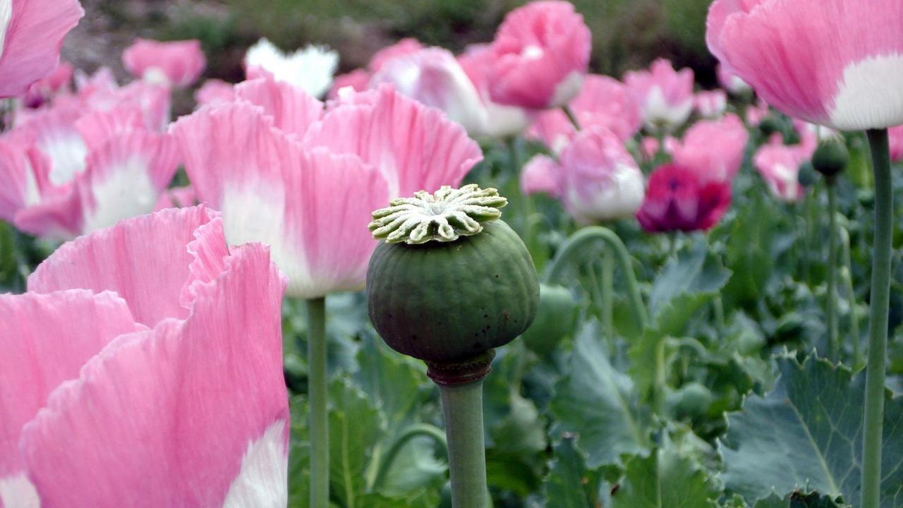 Mohnblüten in einem Mohnanbaugebiet zur Gewinnung von Opium