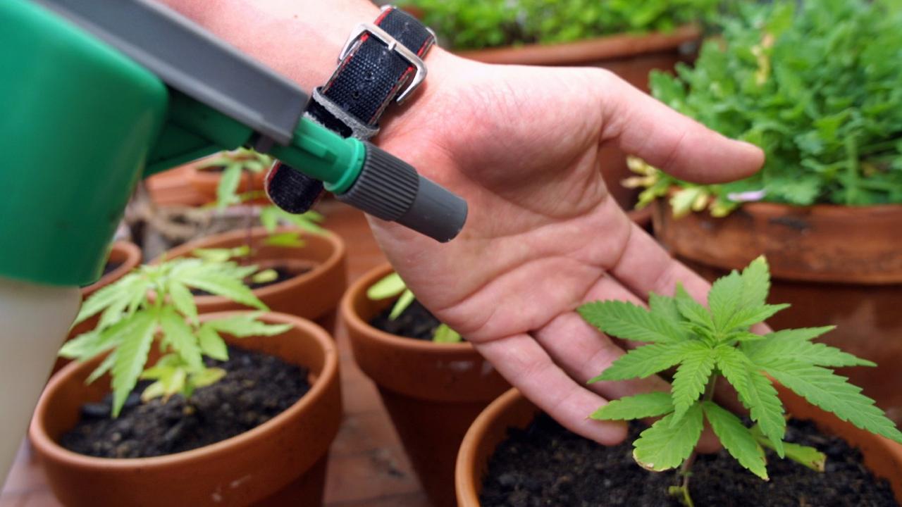 Kleine Heimplantage mit Cannabis-Pflanzen