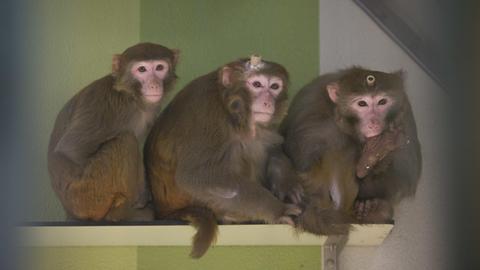 Rhesus-Affen, zwei davon mit Implantaten, in der Tierhaltung im Max-Planck-Institut für biologische Kybernetik in Tübingen (Baden-Württemberg, Aufnahme durch eine Glasscheibe). Foto: Marijan Murat/dpa | Verwendung weltweit
