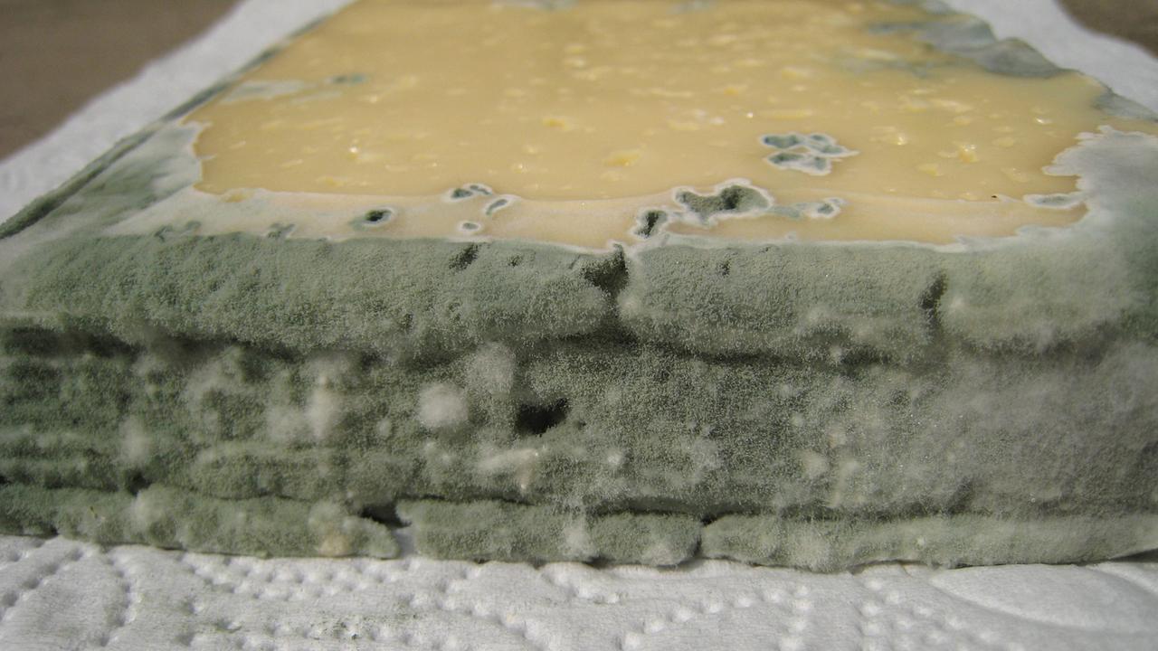 Schimmelbildung an einem Schnittkäse