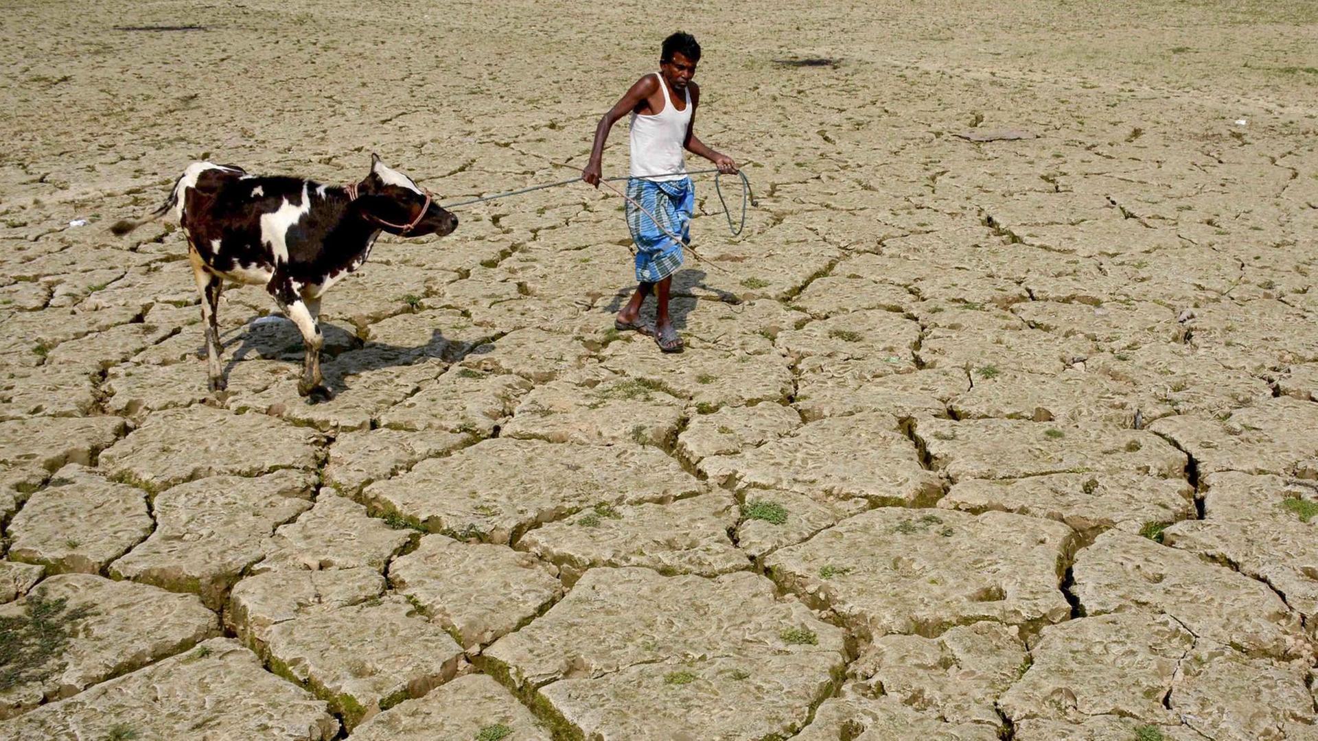Ein indischer Bauer mit einer Kuh auf einem ausgetrockneten Feld 